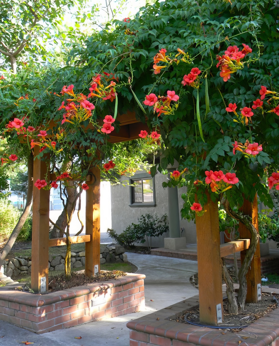 Trumpet Vine Glory