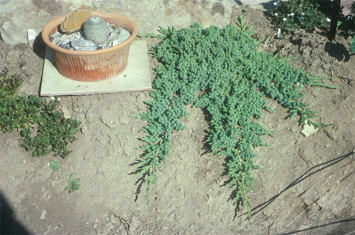 Plant photo of: Juniperus procumbens 'Nana'