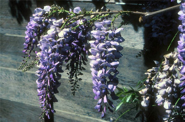 Wisteria sinensis 'Cooke's Purple'