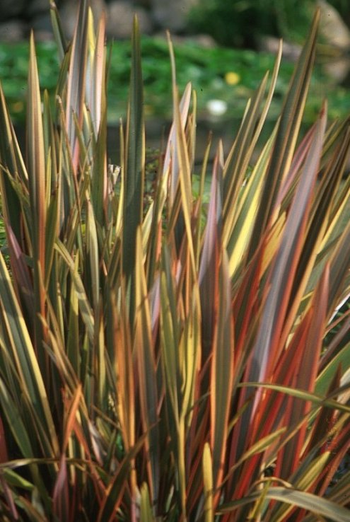 Plant photo of: Phormium 'Rainbow Warrior'