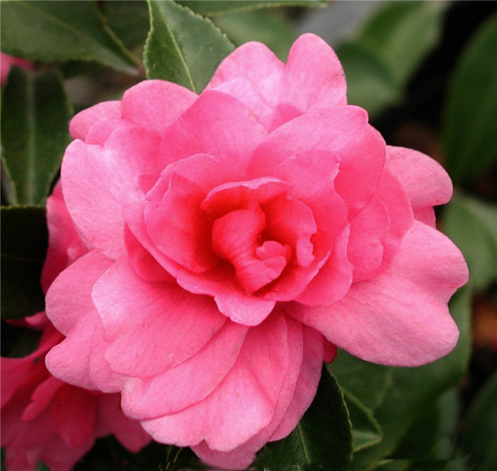 Camellia sasanqua 'Chansonette'