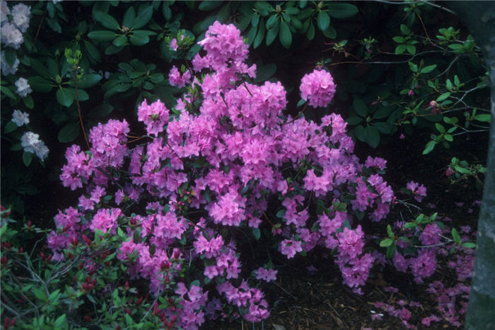 Little Olga Rhododendron