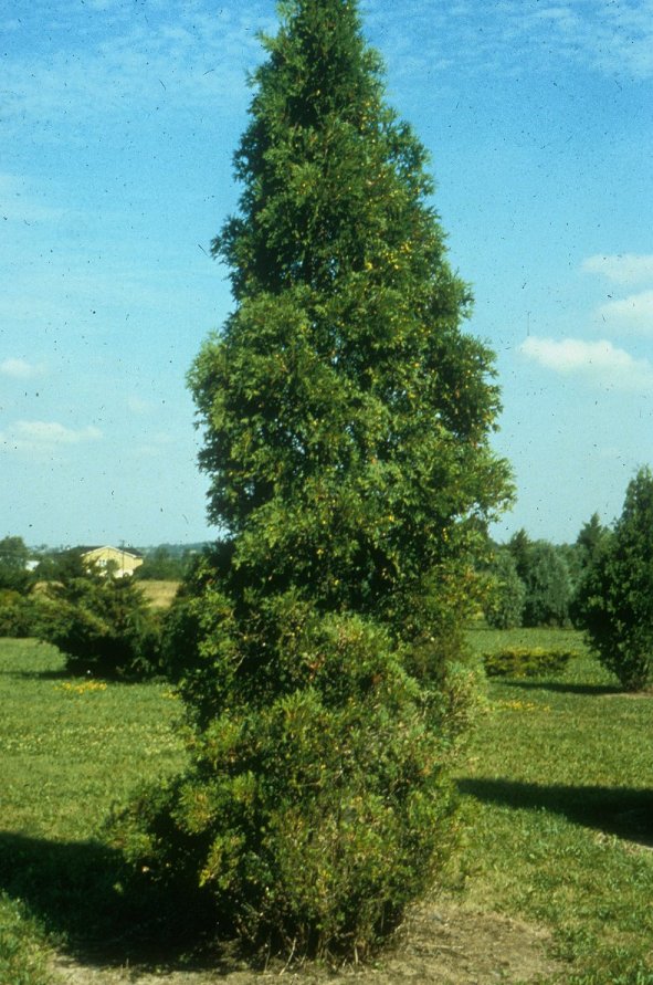 Plant photo of: Platycladus orientalis 'Hetz Wintergreen