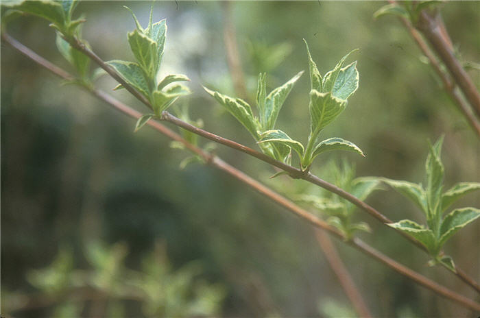 Plant photo of: Weigela florida 'Suzanne'