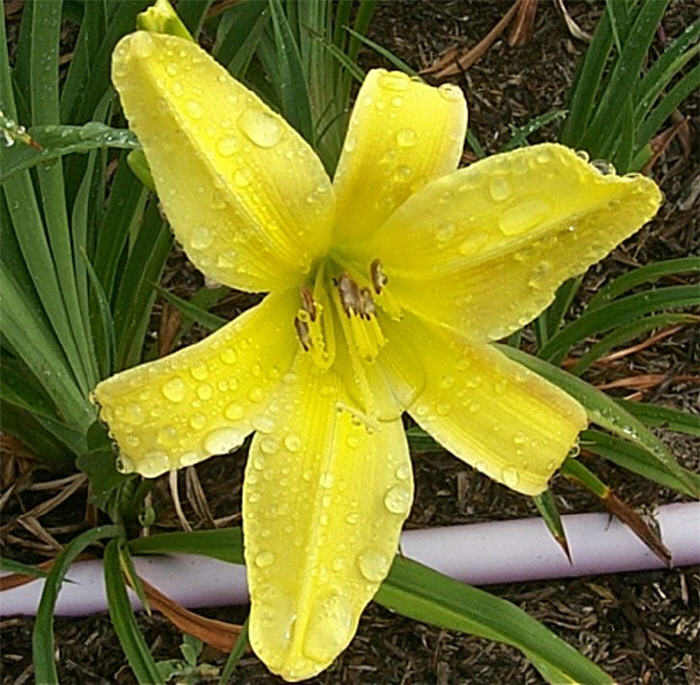 Plant photo of: Hemerocallis 'Yellow'