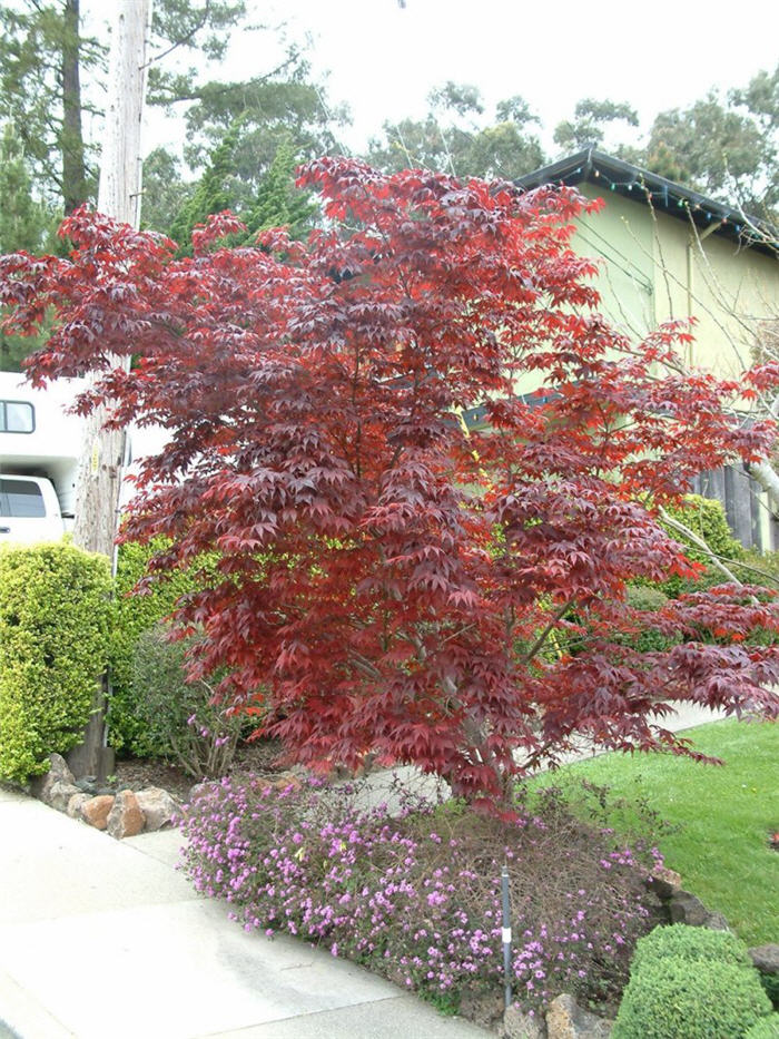 Red Japanese Maple