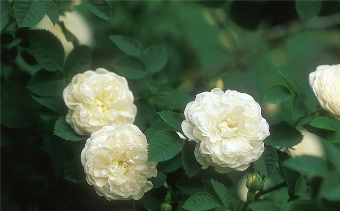 Plant photo of: Rosa 'Summer Snow'