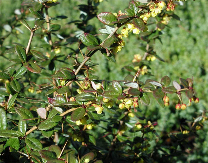 Plant photo of: Berberis X gladwynensis 'William Penn'