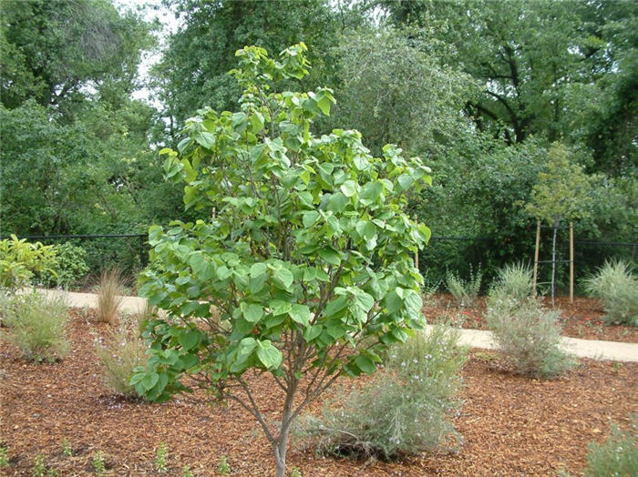 Plant photo of: Cercis chinensis 'Avondale'