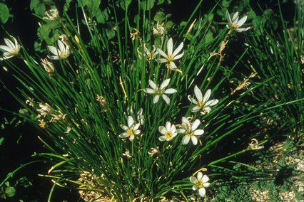 White Rain Lily, Zephyr Flower