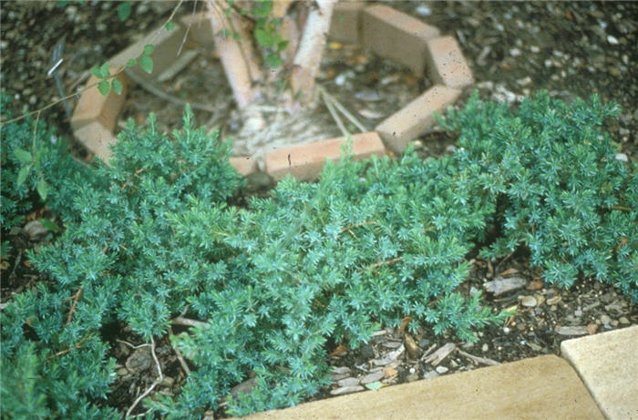 Plant photo of: Juniperus 'Blue Pacific'