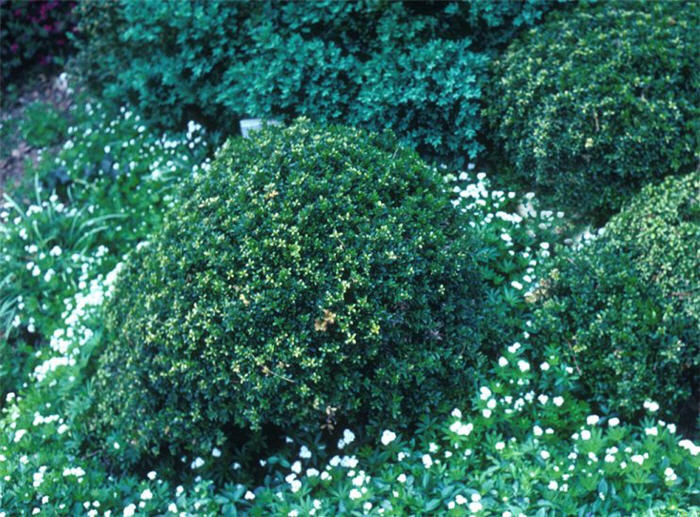 Buxus microphylla japonica 'Compacta'