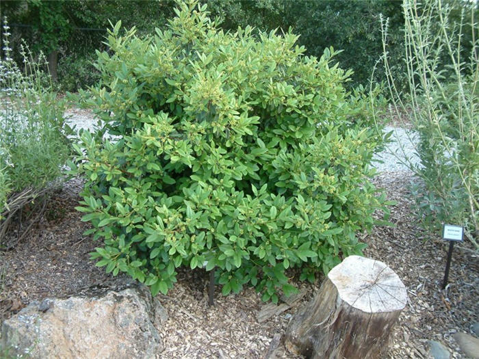 Plant photo of: Rhamnus californica 'Eve Case'