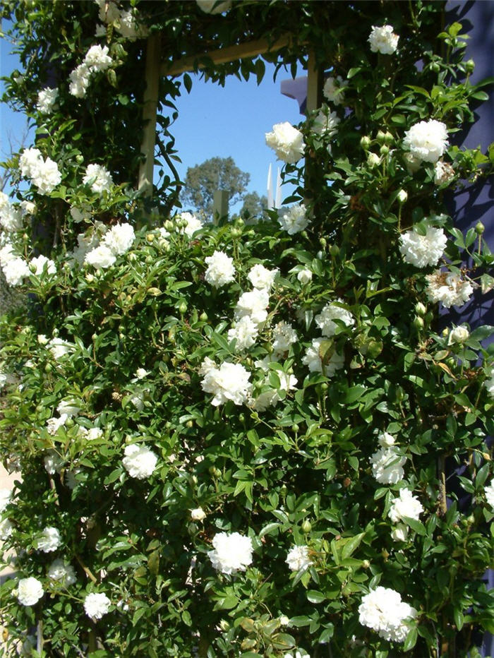 Dbl. White Lady Banks' Rose
