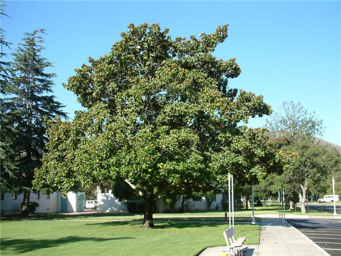 Plant photo of: Magnolia grandiflora