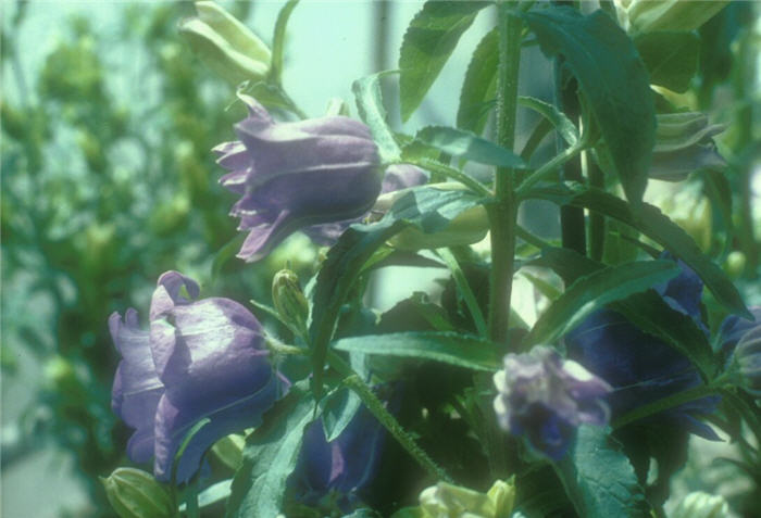 Plant photo of: Campanula medium 'Parsons'