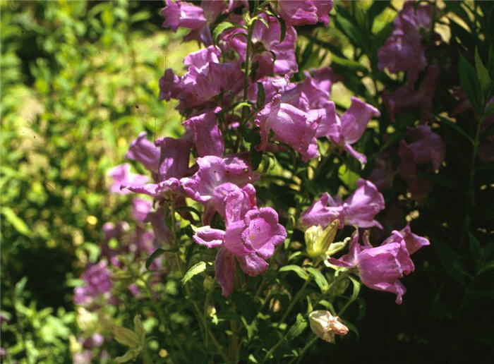 Plant photo of: Campanula medium