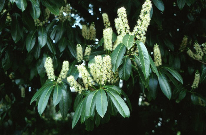 Plant photo of: Prunus laurocerasus