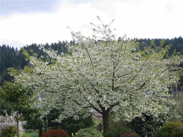 Plant photo of: Prunus serrulata 'Shirotae'