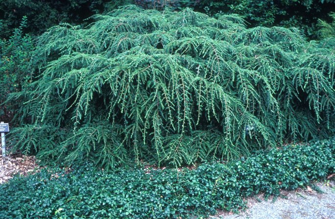 Plant photo of: Tsuga canadensis 'Pendula'