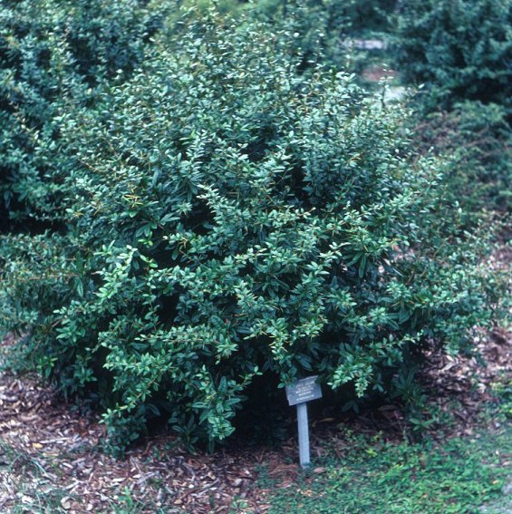 Plant photo of: Berberis julianae