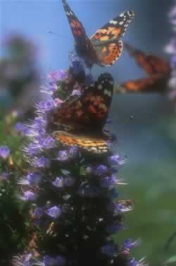 Pride of Madera blossoms attract butterflies.