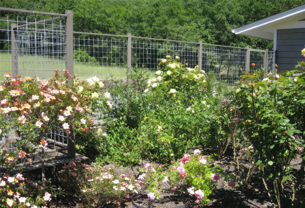 Protected Deer Fencing