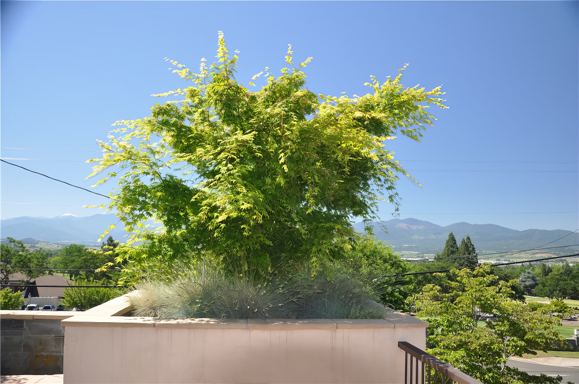 Maple Planter