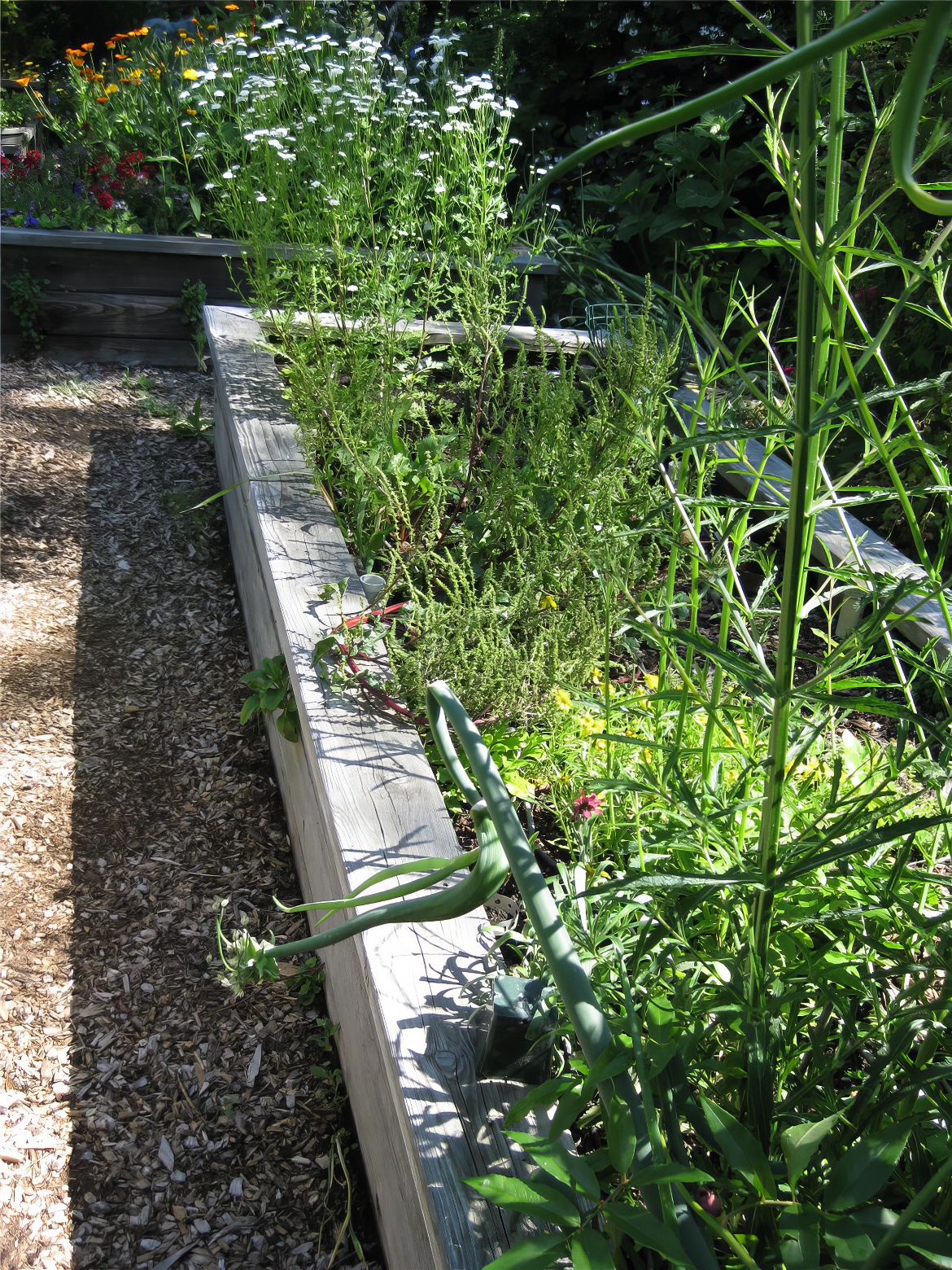 Another Raised Planter