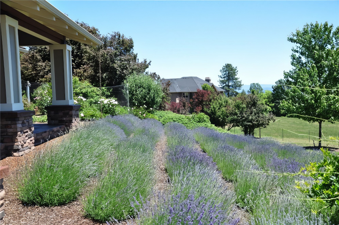 Lavender Heaven