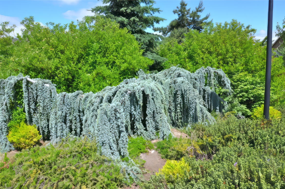 Weeping Cedar