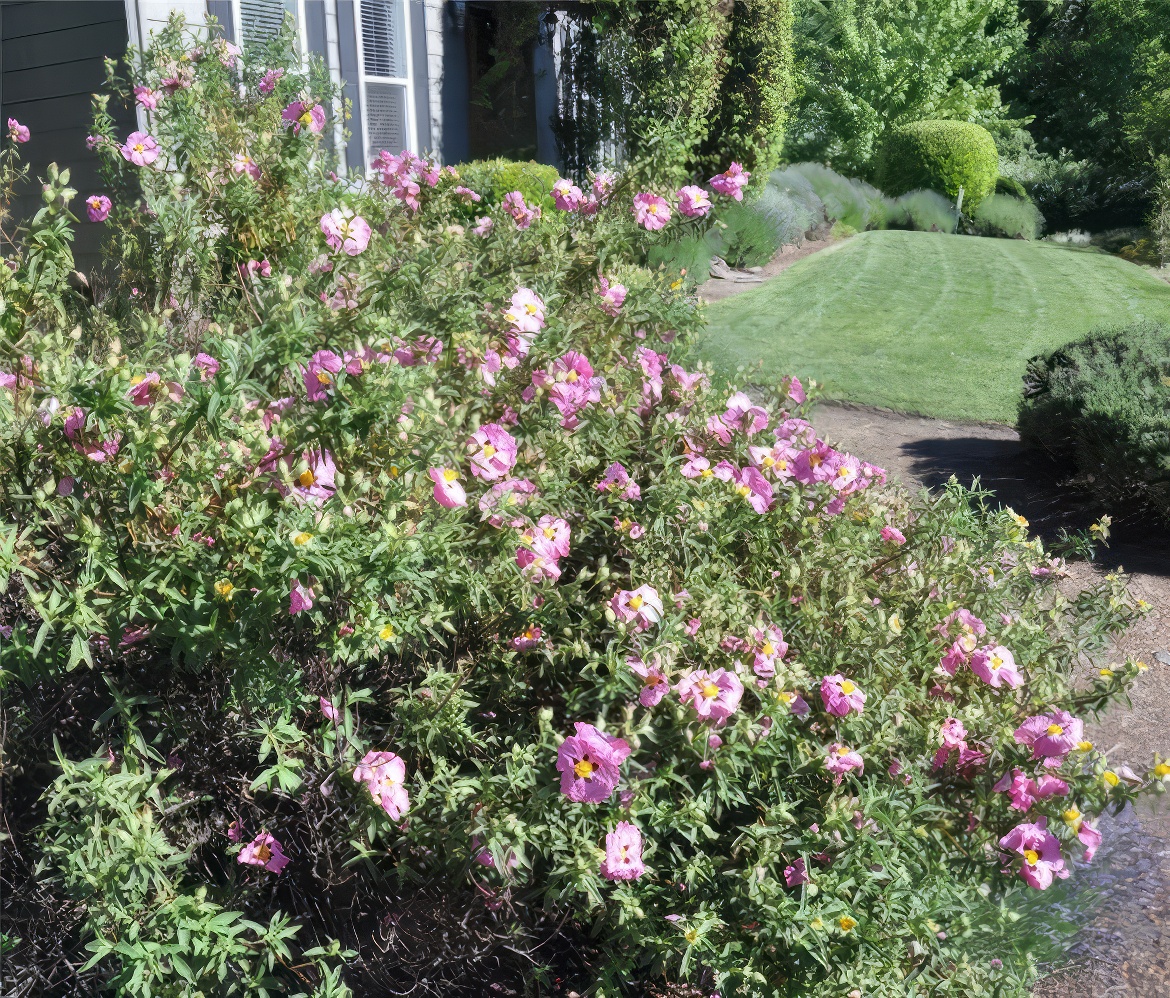 Cistus Glory