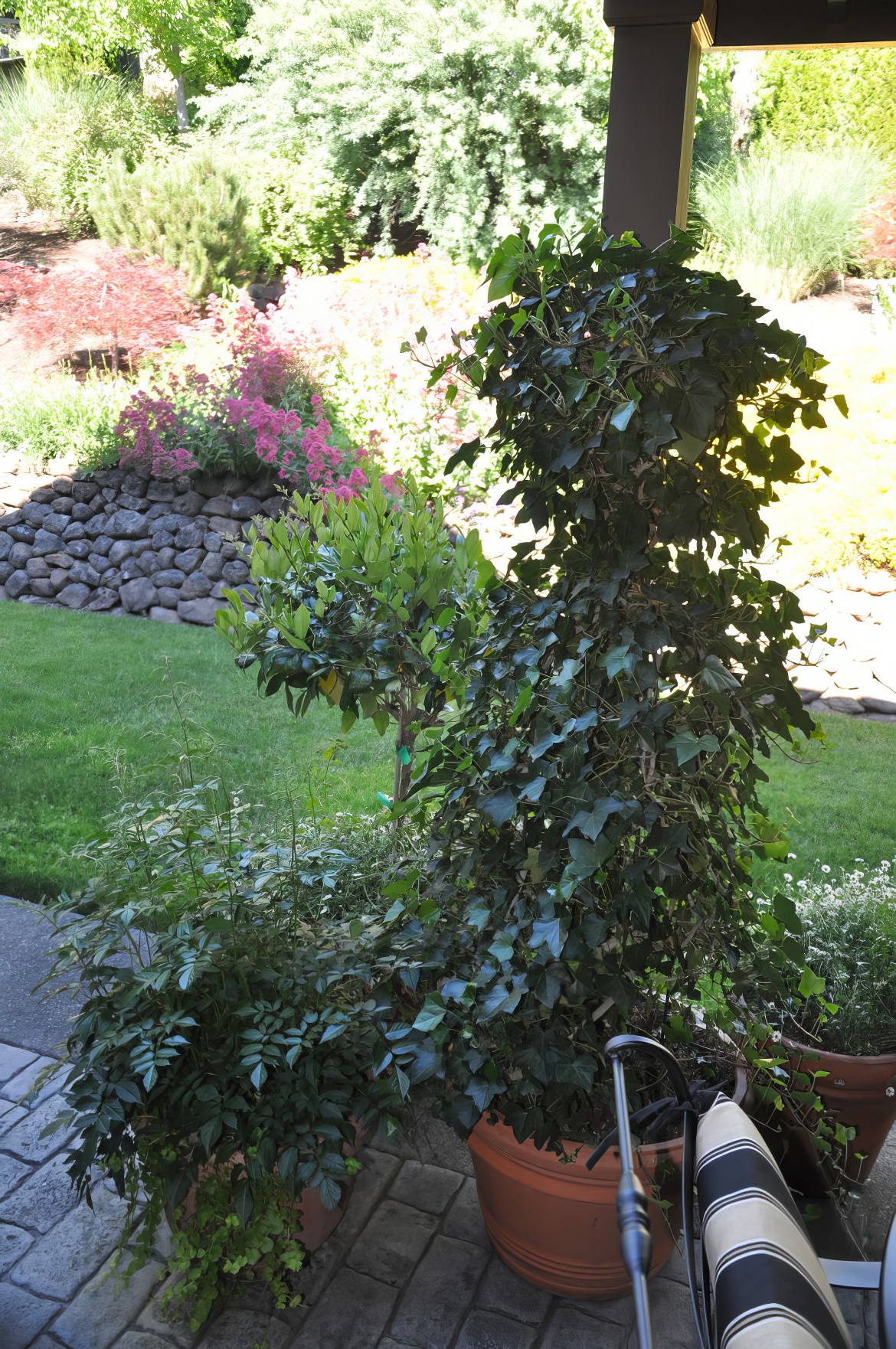 Patio Plants