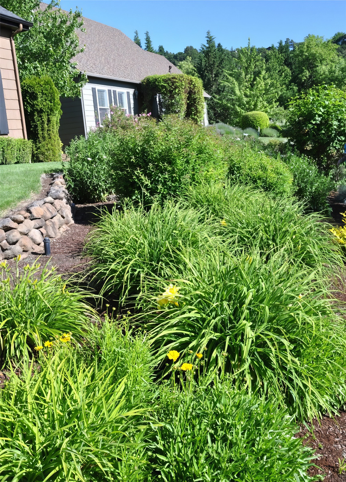 Day Lilies on Hillside