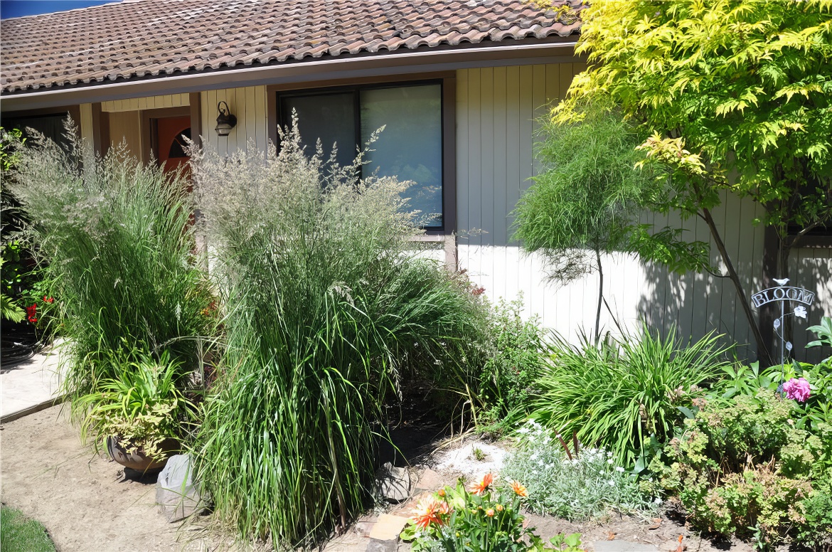 Grasses and Friends