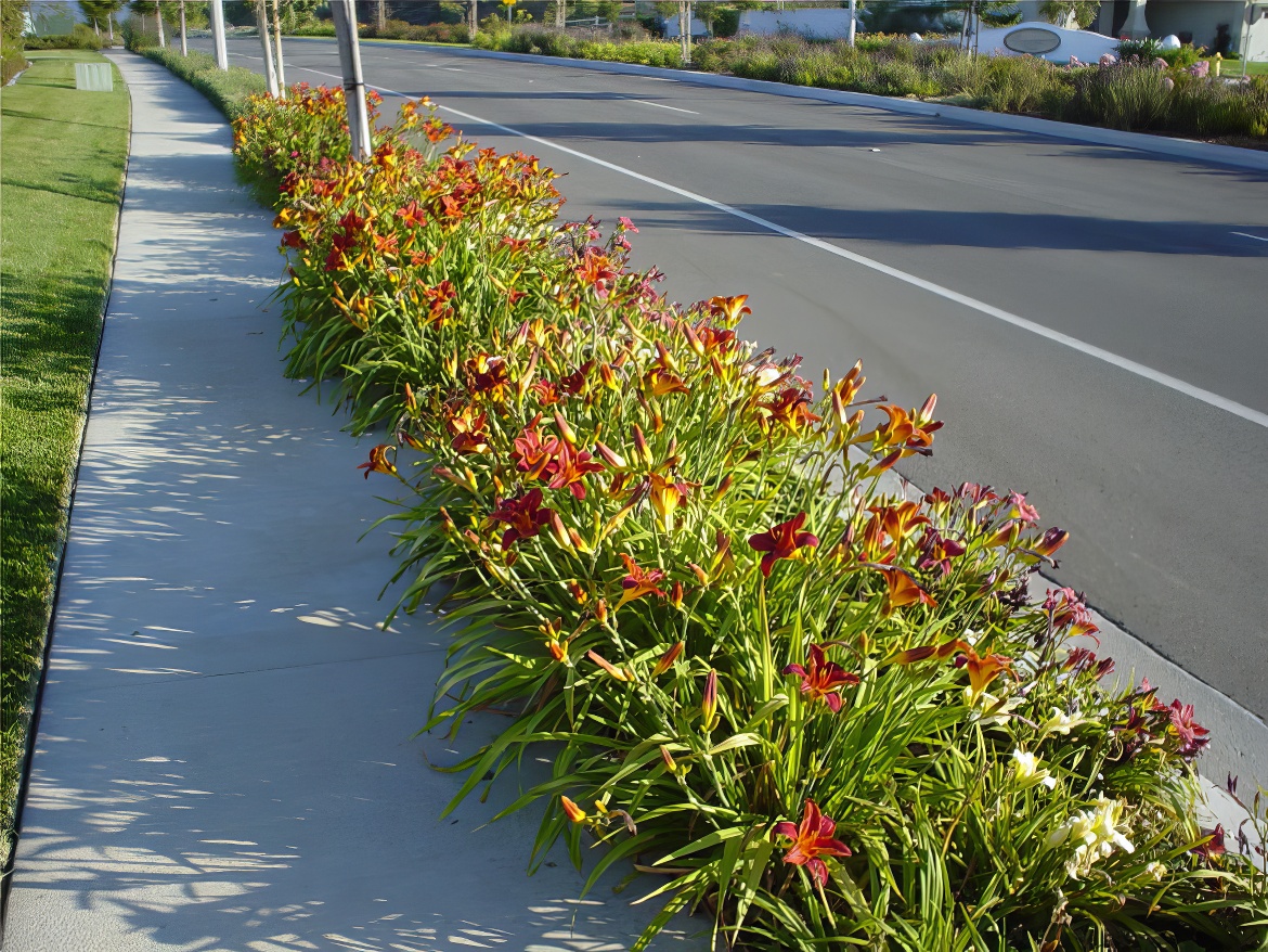Red Daylilies
