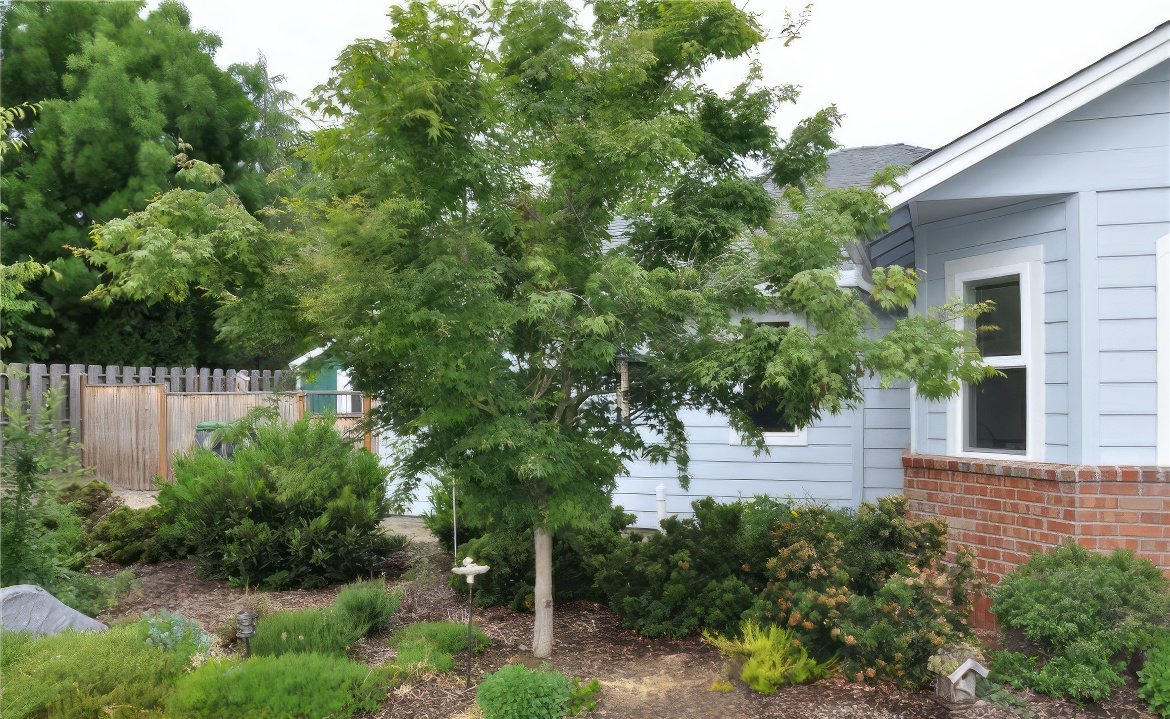 Side Yard