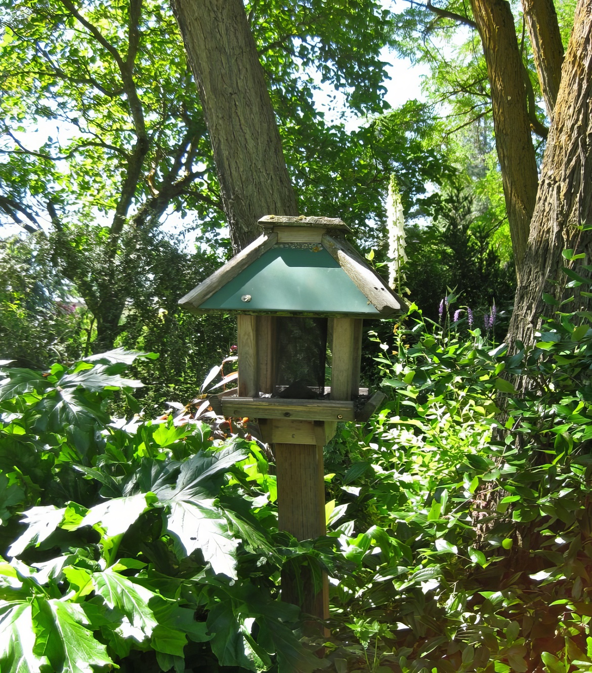 Bird Feeder