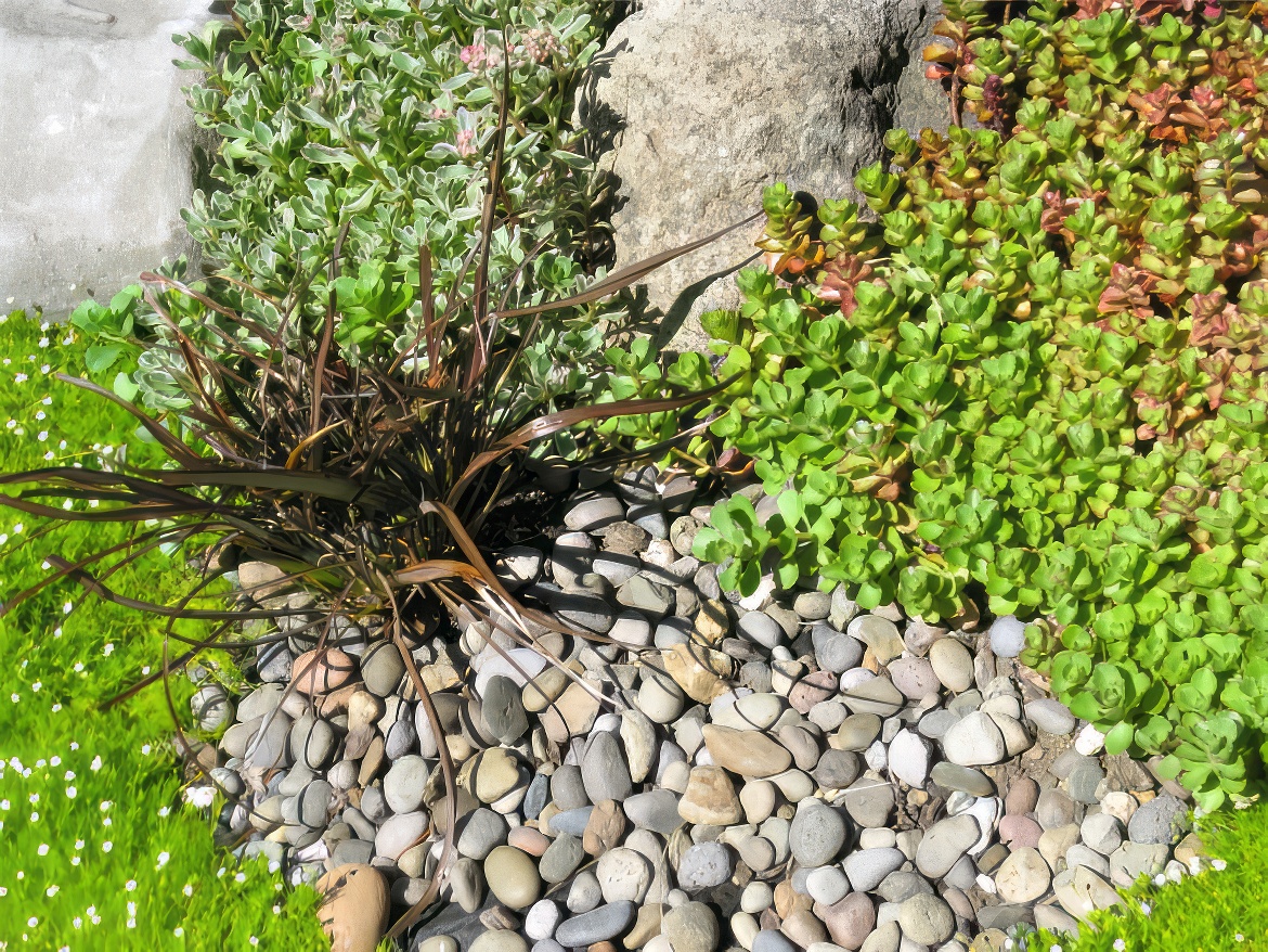 Miniature Plants
