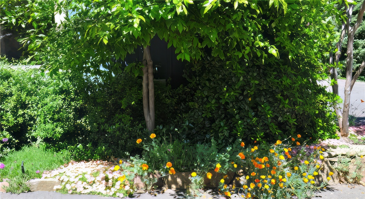 Poppies near Driveway
