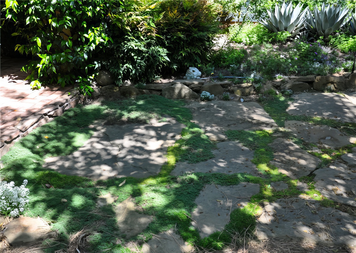 Thyme Between Pavers