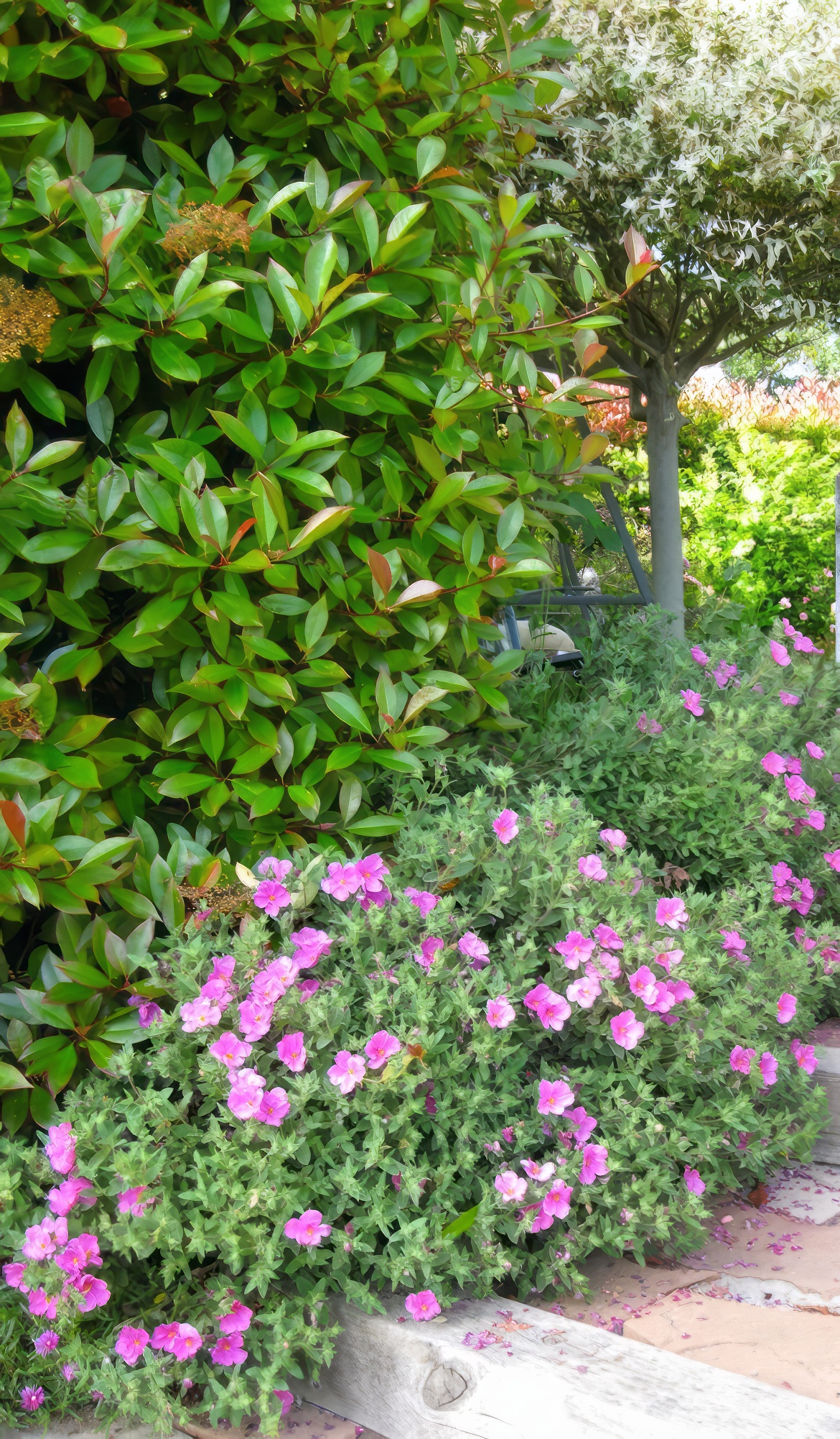 Perennial Border