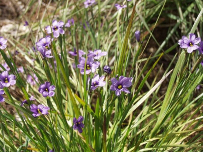 Sisyrinchium bellum 'Rocky Point'