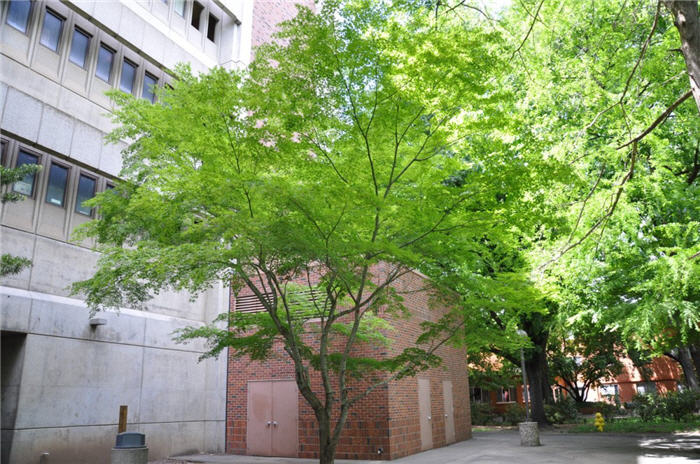 Gleditsia triacanthos