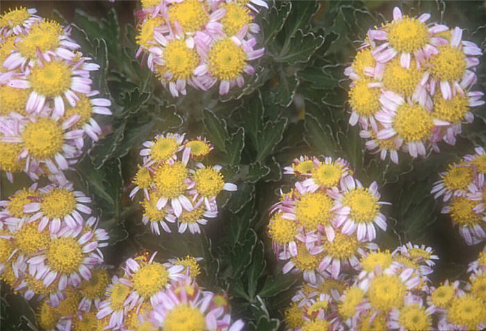 Chrysanthemum pacificum