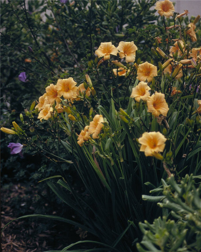 Hemerocallis 'Tiny Pumpkin'