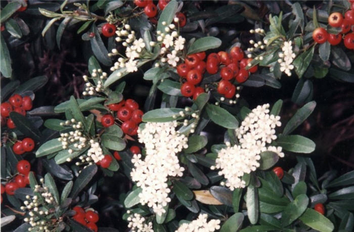 Pyracantha coccinea 'Kasan'