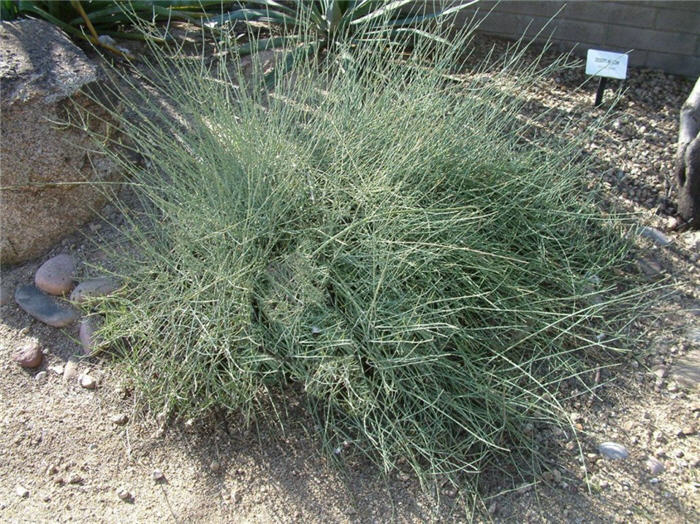 Ephedra nevadensis