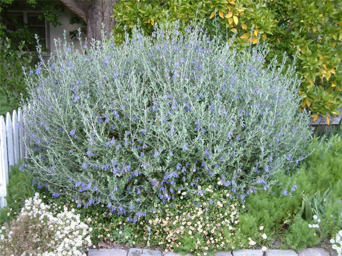 Leucophyllum 'Rain Cloud'