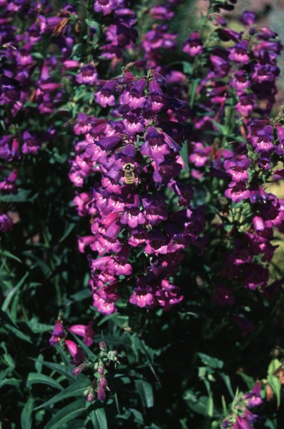 Penstemon strictus